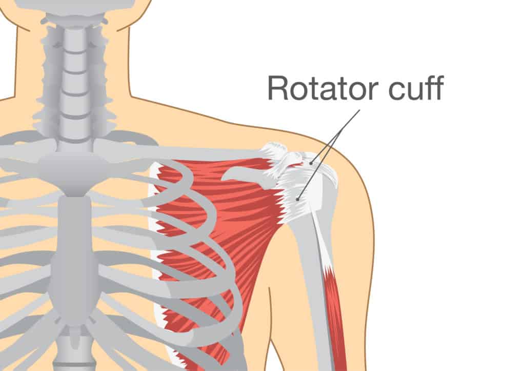 rotator cuff 
